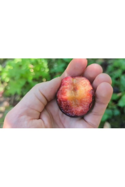 Мякоть плода Плуот Черрикос в разрезе